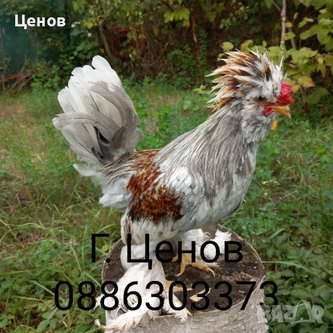 Чифтове струмски бантам, снимка 3 - други­ - 49315454