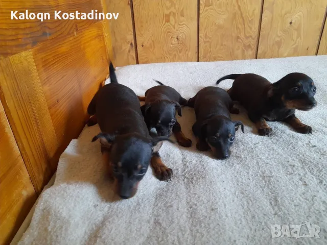 Продавам Сърнист Пинчер , снимка 8 - Пинчер - 49112069