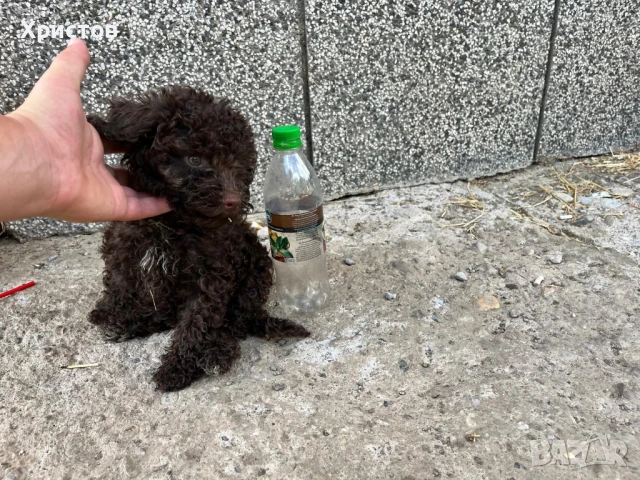 мини пудели търсят гриживни стопани, снимка 4 - Пудели - 51325232