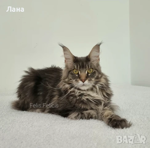Мейн кун Мейн Куун коте Maine Coon 