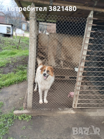 Каракачански кученца , снимка 10 - Каракачанска овчарка - 52618838