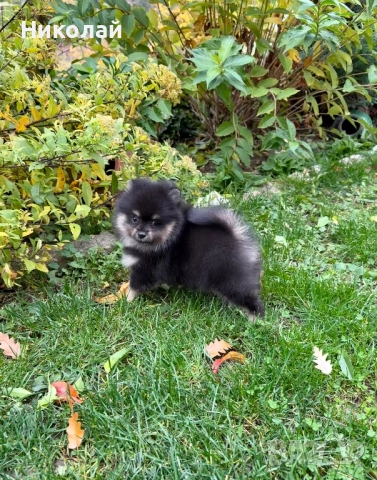 Померан момче със втора ваксина, снимка 4 - Померан - 52355377