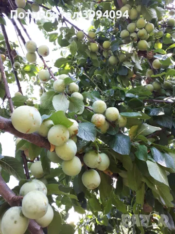 Продава овощна градина, снимка 5 - Земеделска земя - 48643459