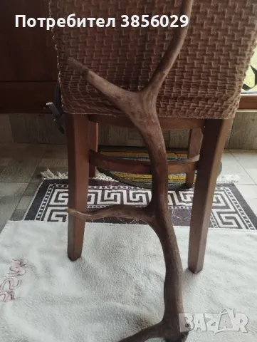 Еленски рог, снимка 2 - Декорация за дома - 48915176