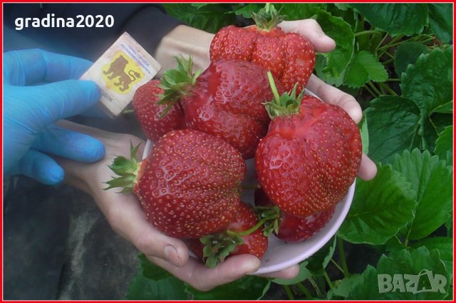 Ягода сорт " Мадам Муто ", снимка 5 - Разсади - 40612514