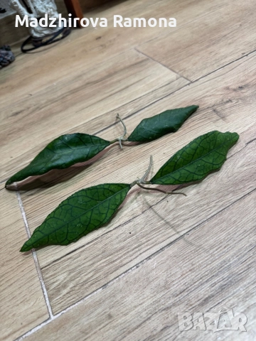 Hoya Finlaysonii sukirin -