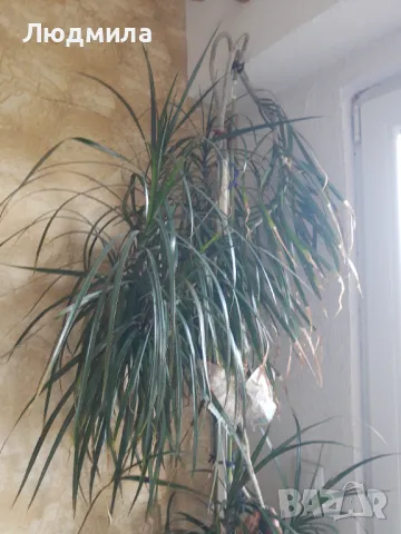 Палма,Драцена,голяма,многогодишна,Прекрасна,Уникална, снимка 2 - Стайни растения - 50223141