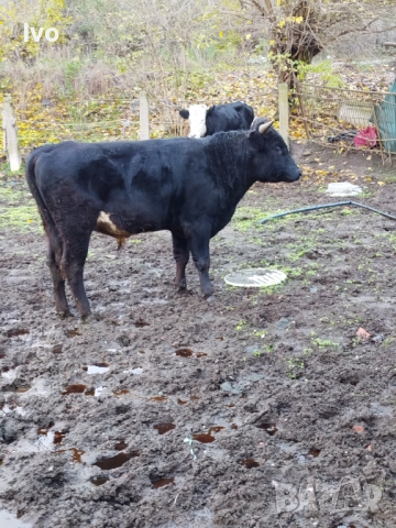 Мъжко теле на 1г.и 4 месеца, снимка 2 - Крави - 52528286