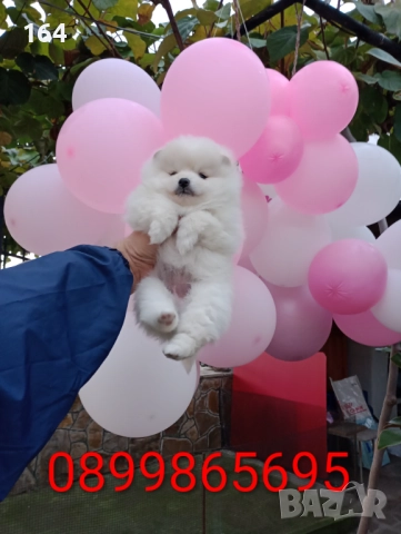 Померан. Бяло момиче., снимка 2 - Померан - 52620397