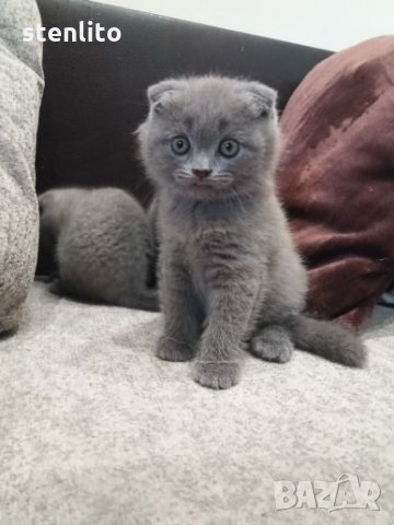 Шотландски клепоухи бебета , снимка 9 - Британска късокосместа - 24994547