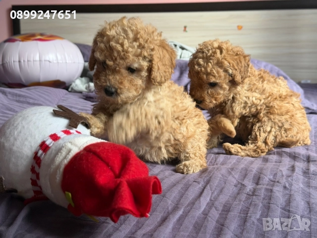 Той пуделчета, снимка 7 - Пудели - 52776156