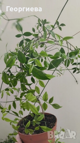 Пандорея, снимка 2 - Стайни растения - 53391583