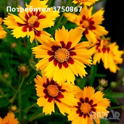 💛🧡💛 Кореопсис /Coreopsis/ 💛🧡💛