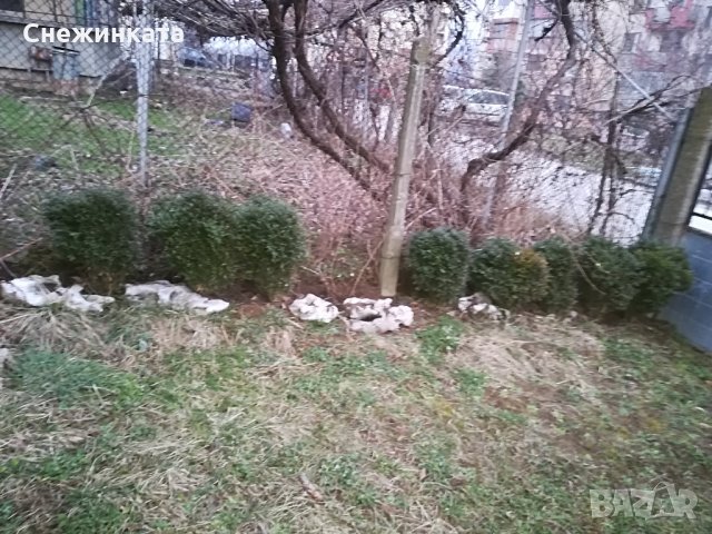 Красиви големи и пухкави чемшири , снимка 2 - Градински цветя и растения - 32403960