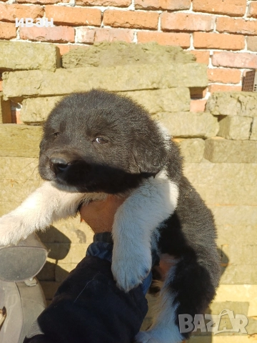 бок каракачанка, снимка 4 - Каракачанска овчарка - 52941882