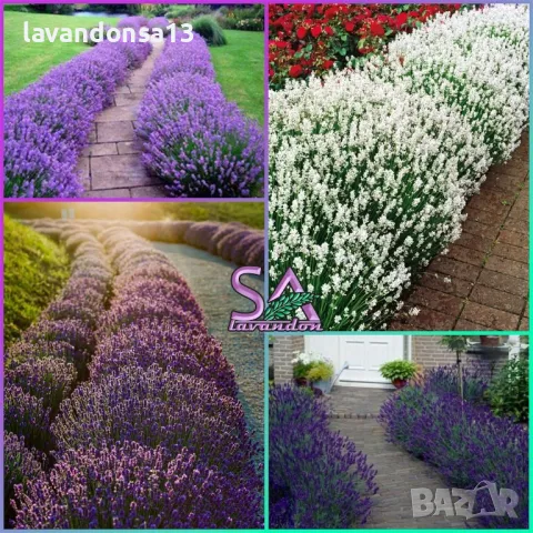 Лавандула Севтополис-разсад,туфички,саксии…, снимка 8 - Градински цветя и растения - 42641155