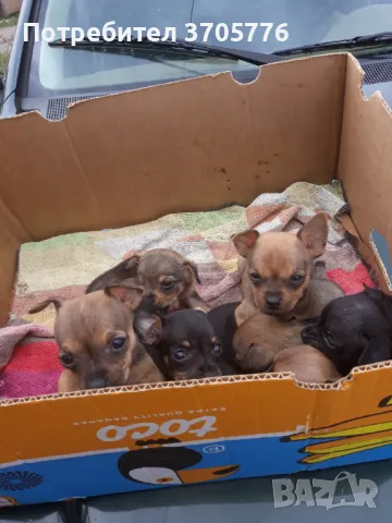 Мини пинчери, снимка 7 - Пинчер - 48351378