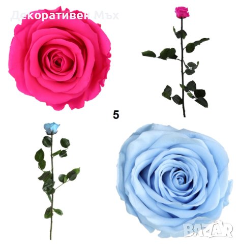 Естествени стабилизирани рози и цвят роза-за дома, подарък, декорация с мъх, снимка 4 - Декорация за дома - 31836873