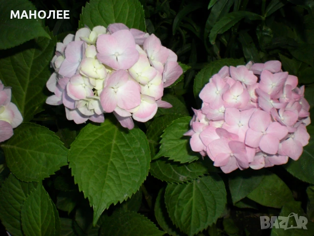 ЦВЕТЯ ЗА БУКЕТИ - 4 вида