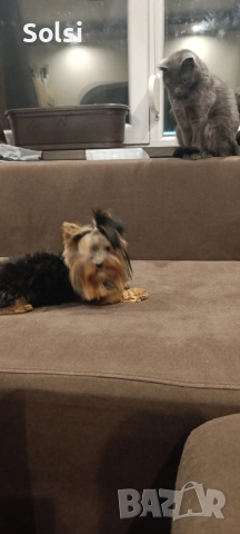 мини йорки , снимка 5 - Йоркширски териер - 52829227