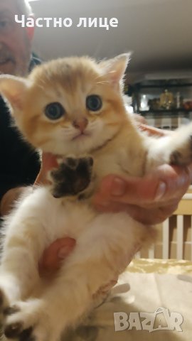 Британец златна чинчила за разплод , снимка 15 - Чинчили - 38819551