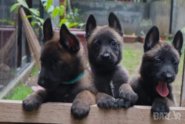 Белгийски овчарки-малиноа , снимка 5 - Белгийска овчарка - 51852914