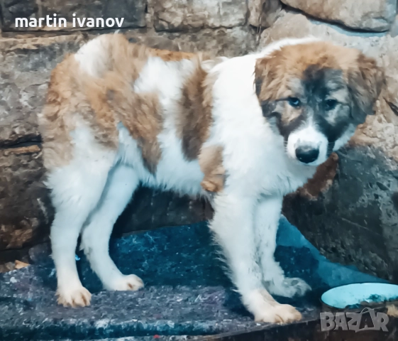 Каракачанско куче, снимка 3 - Каракачанска овчарка - 52745249