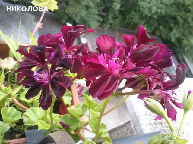 САКЪЗЧЕТА - резници, снимка 5 - Градински цветя и растения - 45804212