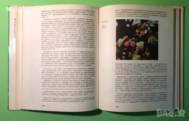 Стара Книга Атлас по Ботаника/Сл.Петров,Е.Паламарев, снимка 10 - Специализирана литература - 49204492