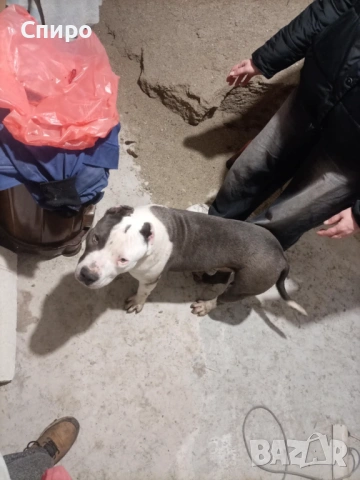 Питбул син нос , снимка 4 - Питбул - 53295871