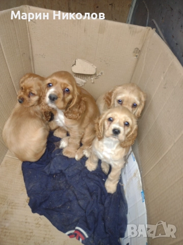  Американски кокер шпаньол , снимка 2 - Кокер шпаньол - 52322571