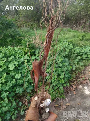 Декорация , снимка 3 - Други - 47538563