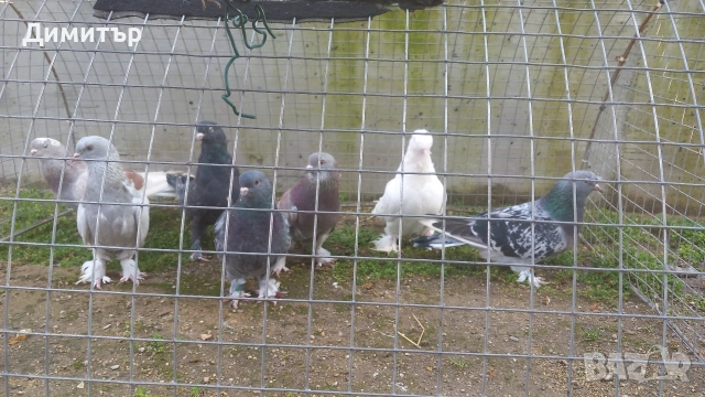 Продавам гълъби Мардини-Турски , снимка 11 - Гълъби - 47886897