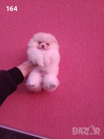 Женски мини Померан. Реални снимки!, снимка 4 - Померан - 52745235