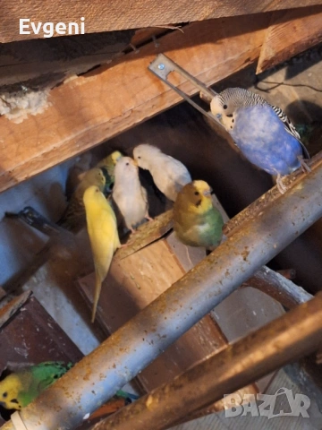 Вълнисти папагали , снимка 14 - Папагали - 51473102