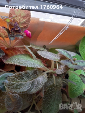 Червена Еписция,, снимка 8 - Стайни растения - 28274406