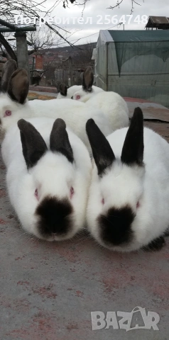 Калифорнийски зайци, снимка 3 - Други - 27807005