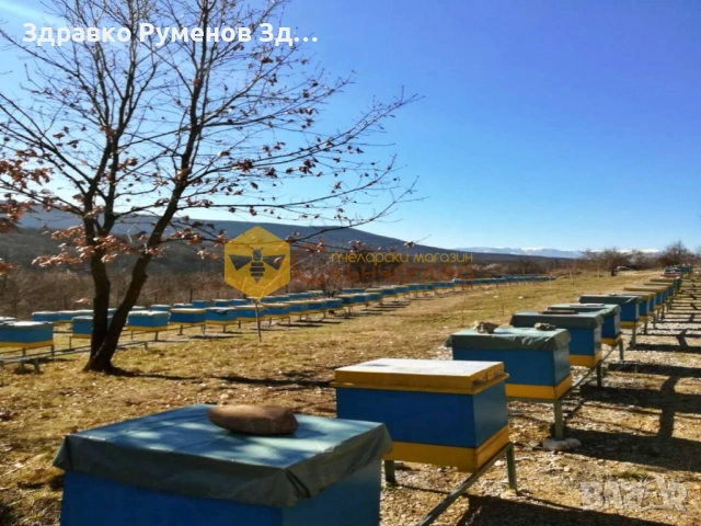 Презимували пчелни семейства - ДБ и ЛР, снимка 2 - За пчели - 53334370