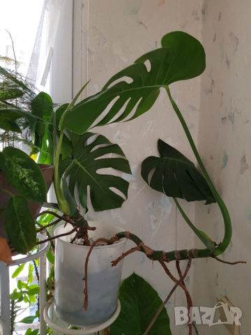 Стайни цветя в саксии, снимка 4 - Стайни растения - 33680701