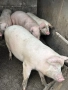Свободни! Домашни прасета, снимка 3