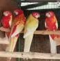 папагали на добри цени , снимка 17