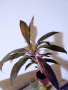 Цвете, снимка 1 - Стайни растения - 36405830
