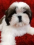 Кученца Ши Тцу /SHIH TZU FCI pedigree , снимка 5