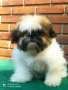 Кученца шитцу, снимка 10