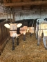 Продавам 5 Телета, снимка 1