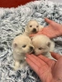 Померани, снимка 4