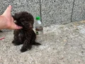 мини пудели търсят гриживни стопани, снимка 4