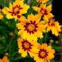 💛🧡💛 Кореопсис /Coreopsis/ 💛🧡💛, снимка 1