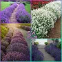 Лавандула Севтополис-разсад,туфички,саксии…, снимка 8