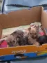 Мини пинчери, снимка 7